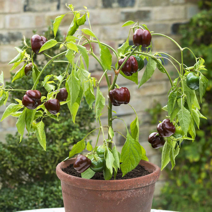 Pepper Seeds 'Sweet Sweetonia Mix'