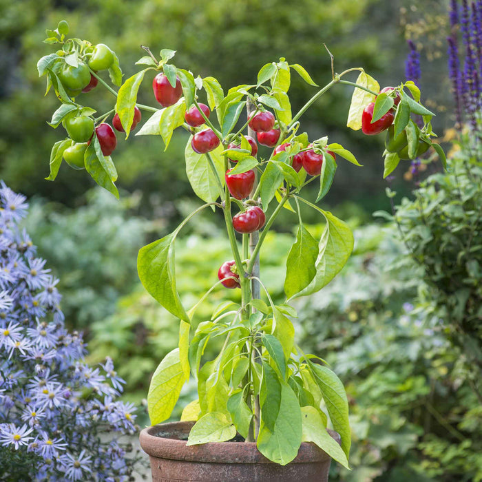 Pepper Seeds 'Sweet Sweetonia Mix'