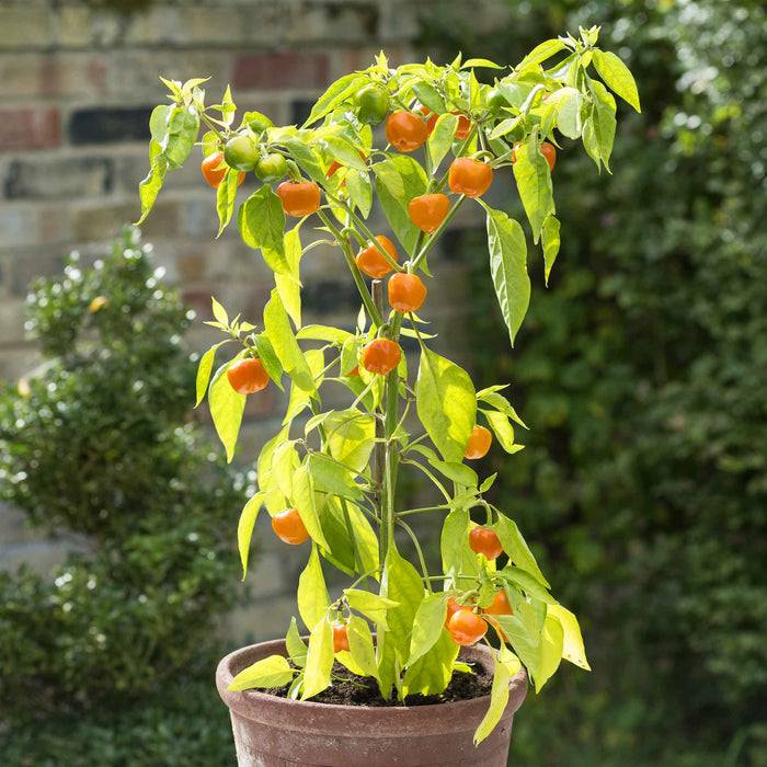 Pepper Seeds 'Sweet Sweetonia Mix'