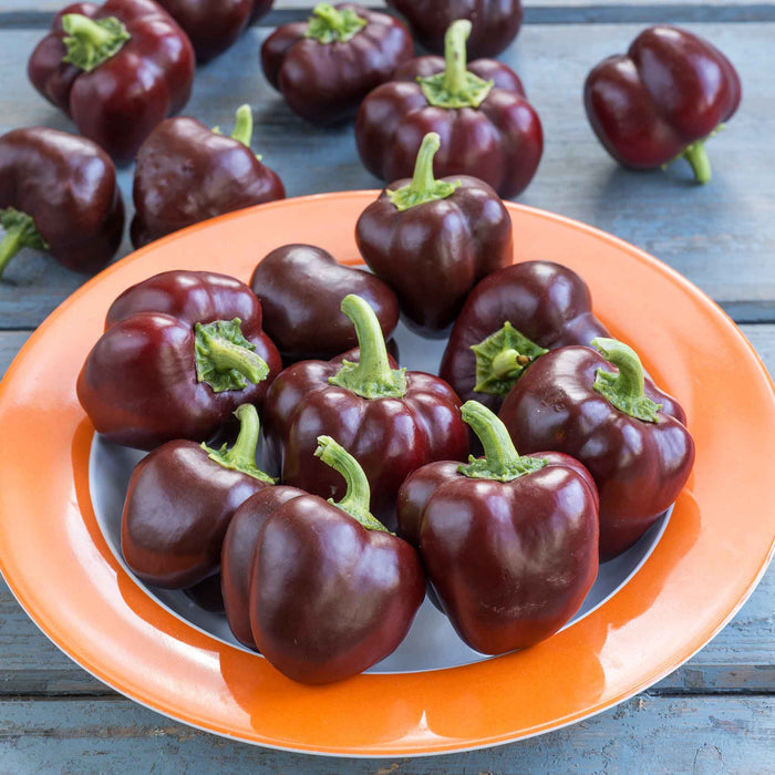 Pepper Seeds 'Sweet Sweetonia Mix'
