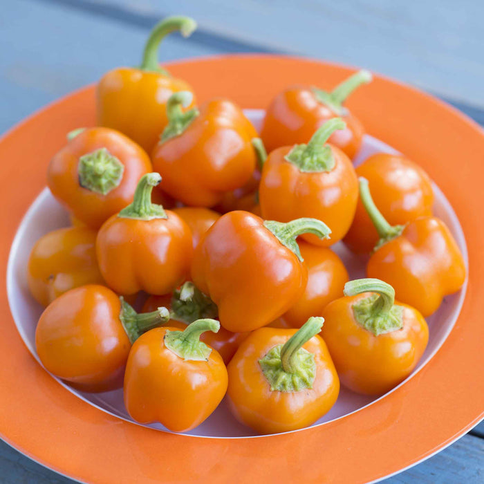 Pepper Seeds 'Sweet Sweetonia Mix'