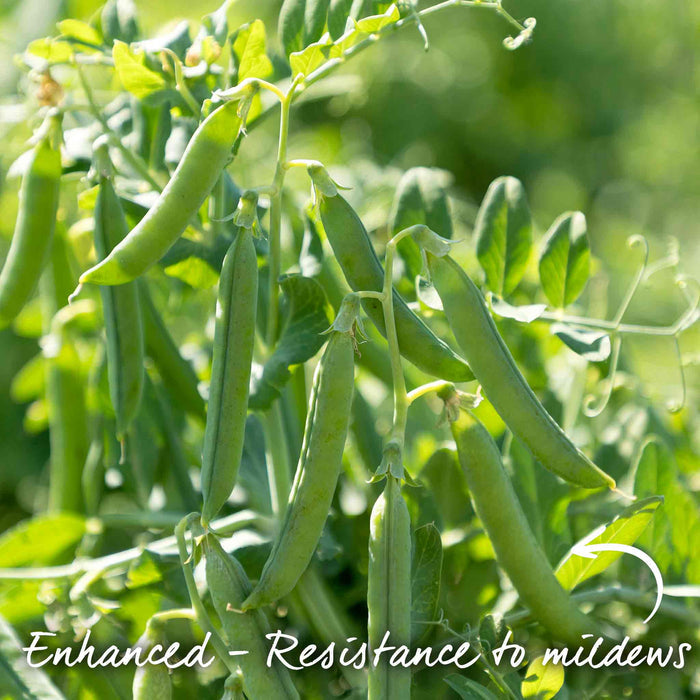 Petit Pois Pea 'Flovert'
