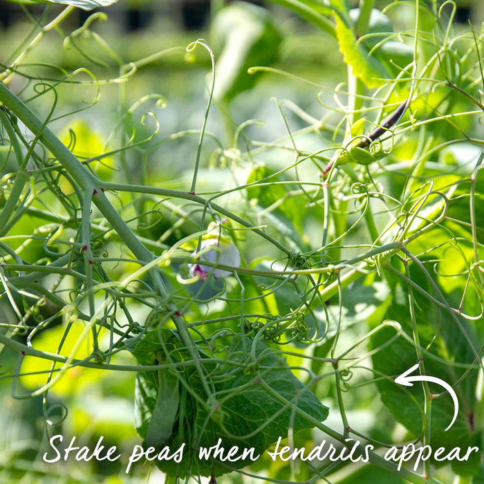Petit Pois Pea 'Flovert'