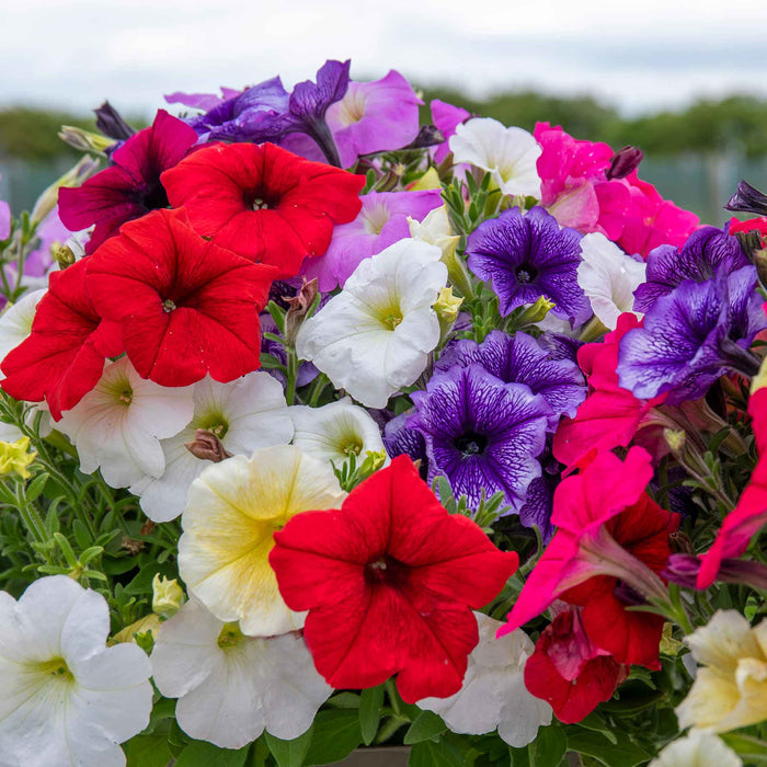 Petunia 'Frenzy Mirage Mixed'
