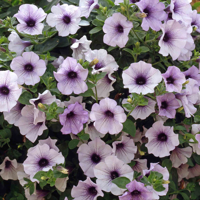 Petunia Surfinia 'Blue Vein'