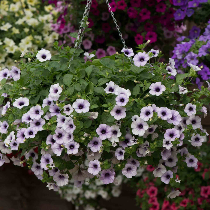 Petunia Surfinia 'Blue Vein'