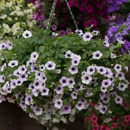 Petunia Surfinia 'Blue Vein'