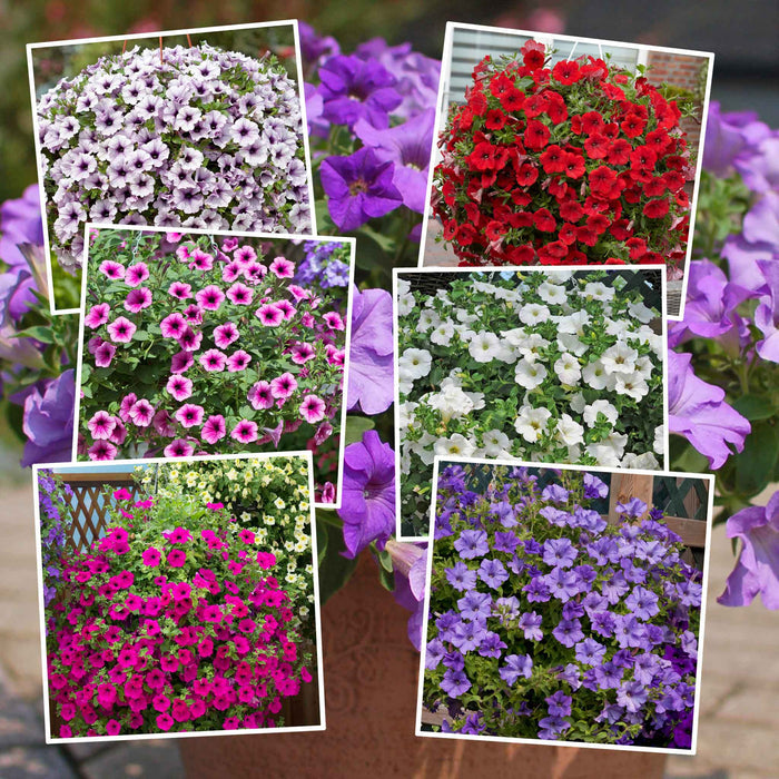 Collage of various colorful flower arrangements.