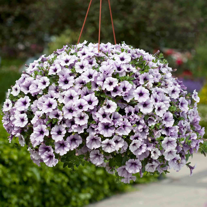 Petunia Surfinia Collection
