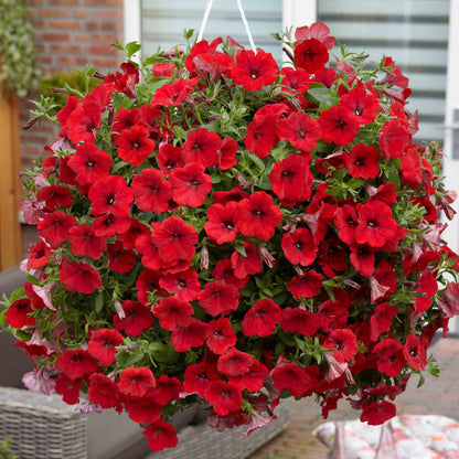 Petunia Surfinia Collection
