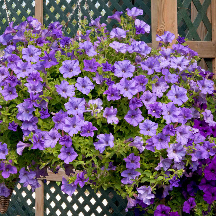 Petunia Surfinia Collection