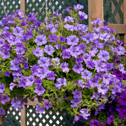 Petunia Surfinia Collection