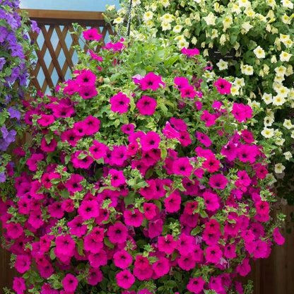 Petunia Surfinia Collection