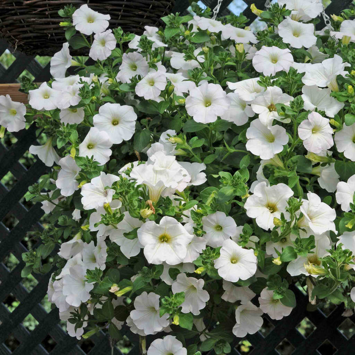 Petunia Surfinia Collection
