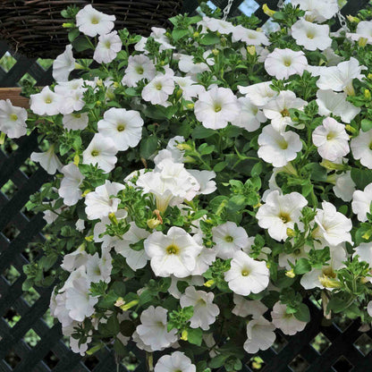 Petunia Surfinia Collection