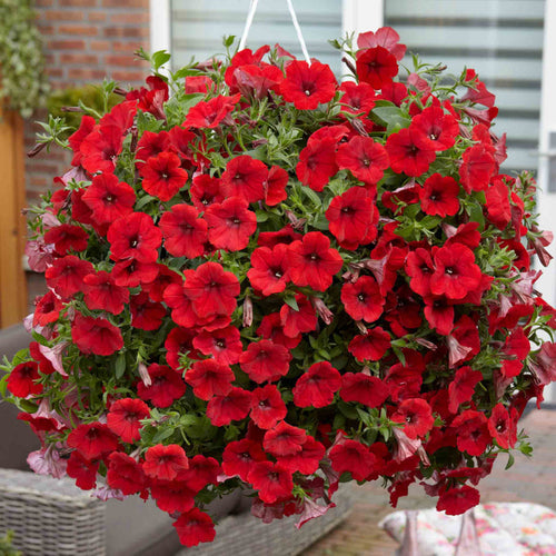 Petunia Surfinia 'Deep Red'