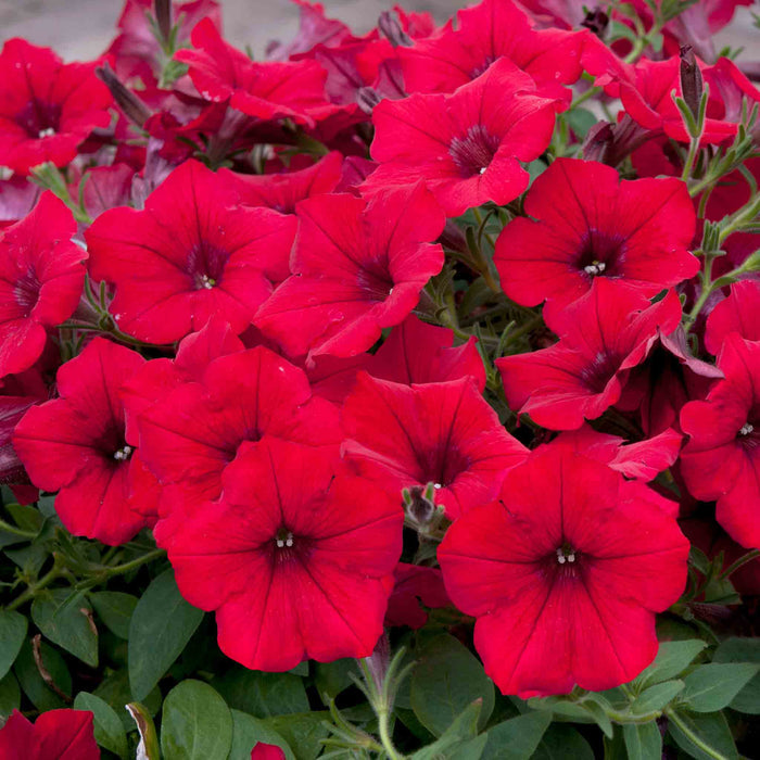 Petunia Surfinia 'Deep Red'