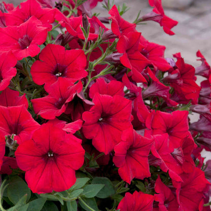 Petunia Surfinia 'Deep Red'