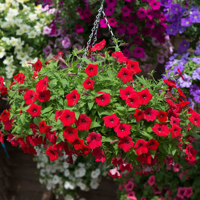 Petunia Surfinia 'Deep Red'