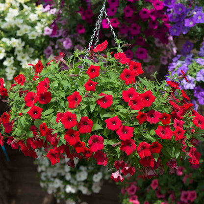 Petunia Surfinia 'Deep Red'