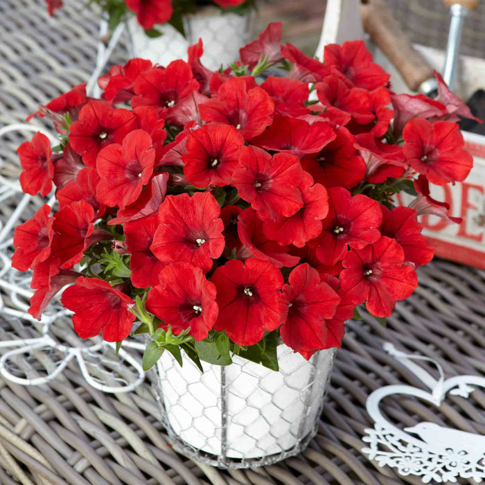 Petunia Surfinia 'Deep Red'