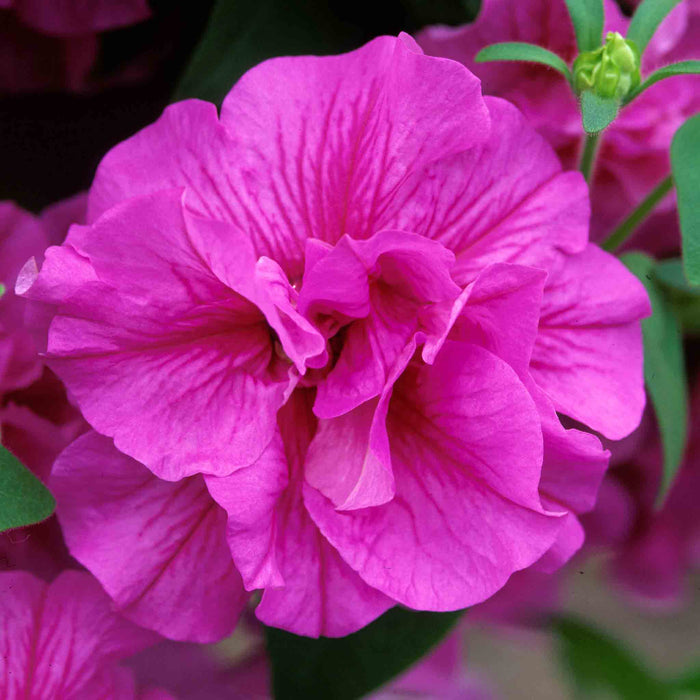 Petunia 'Tumbelina Candyfloss'