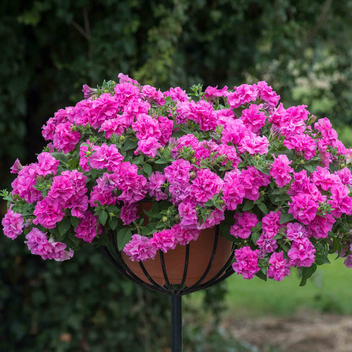 Petunia 'Tumbelina Candyfloss'