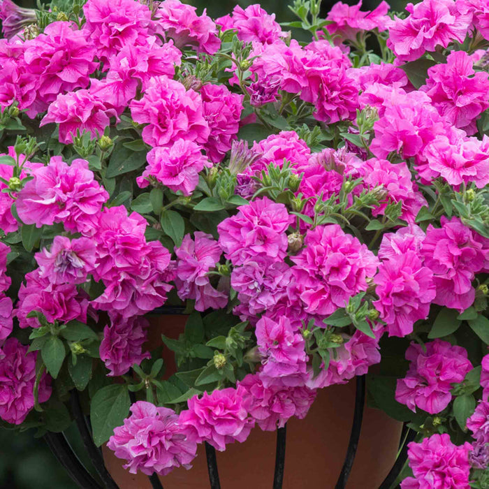 Petunia 'Tumbelina Candyfloss'