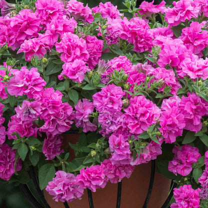 Petunia 'Tumbelina Candyfloss'