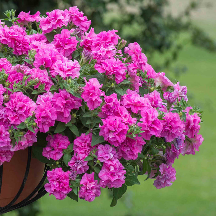 Petunia 'Tumbelina Candyfloss'