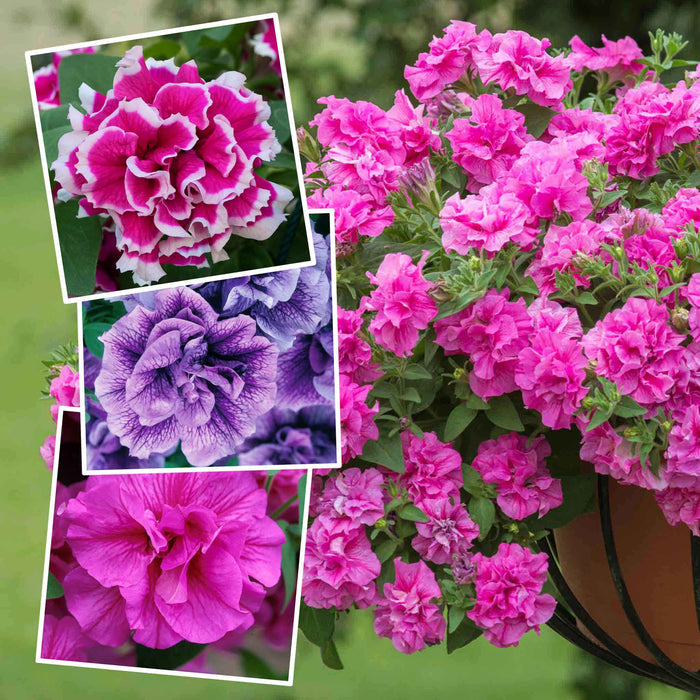 Petunia Tumbelina Collection