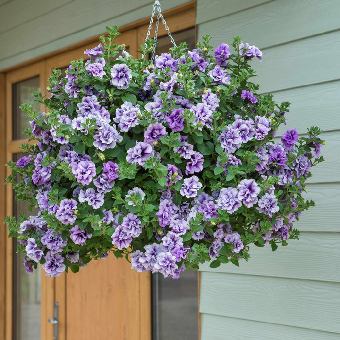 Petunia Tumbelina Collection