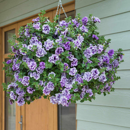 Petunia Tumbelina Collection