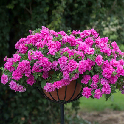 Petunia Tumbelina Collection