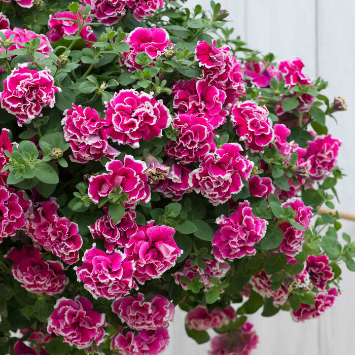 Petunia Tumbelina Collection