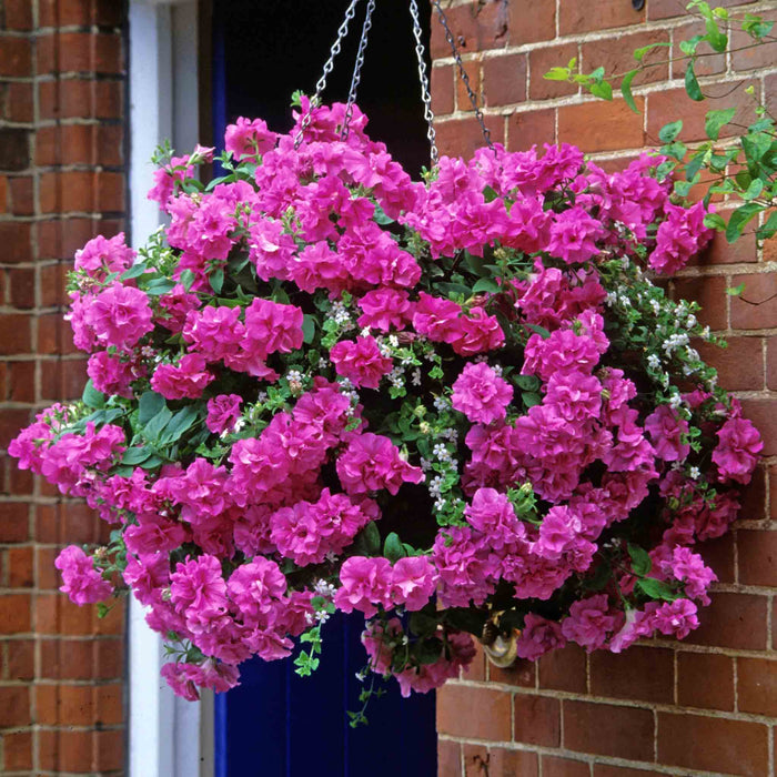 Petunia Tumbelina Collection
