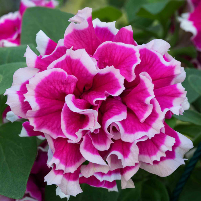 Petunia Tumbelina Collection