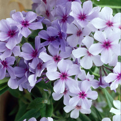 Phlox Collection