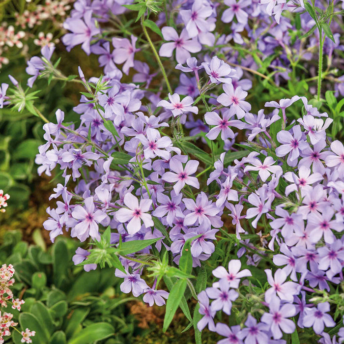 Phlox divaricata laphamii 'Chattahoochee'