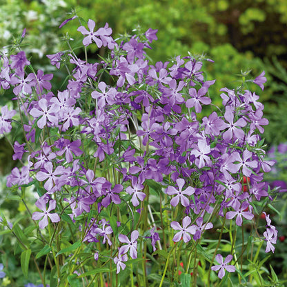 Phlox divaricata laphamii 'Chattahoochee'