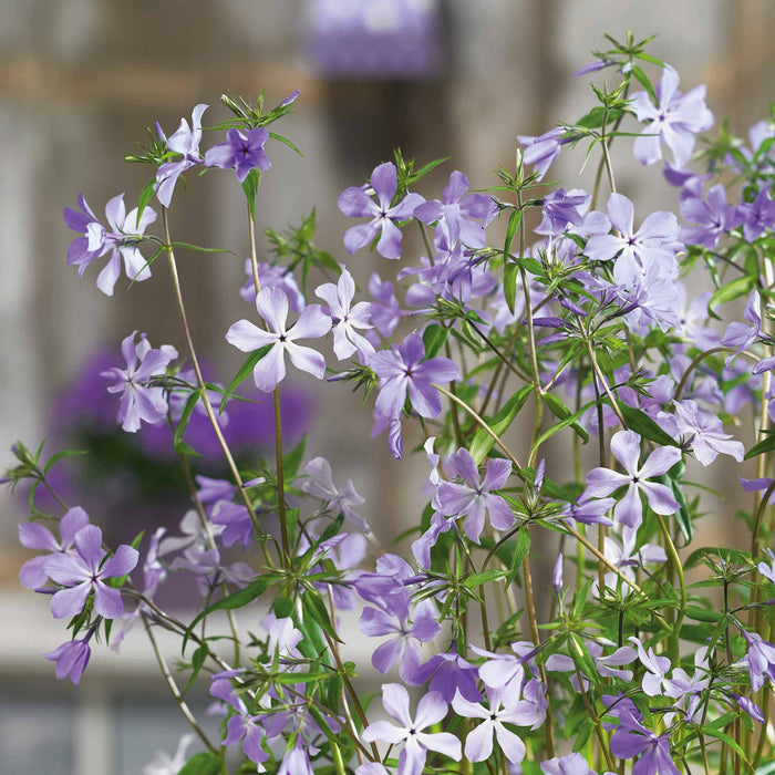 Phlox divaricata laphamii 'Chattahoochee'