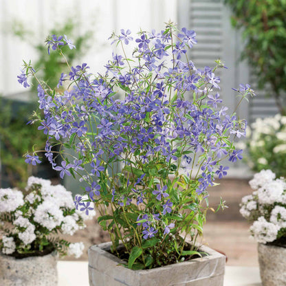 Phlox divaricata laphamii 'Chattahoochee'