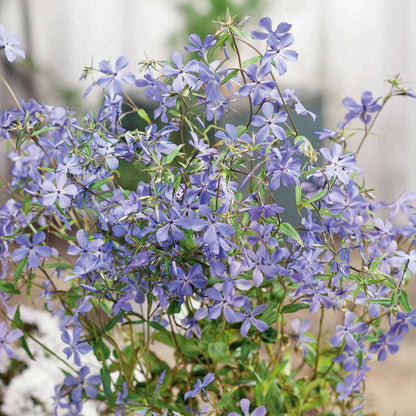Phlox divaricata laphamii 'Chattahoochee'