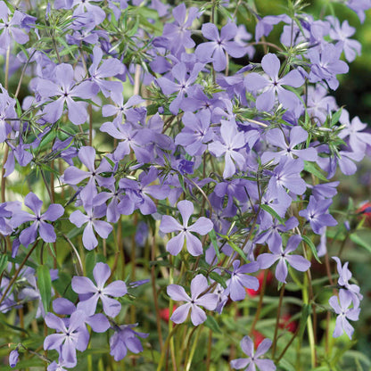 Phlox divaricata laphamii 'Chattahoochee'
