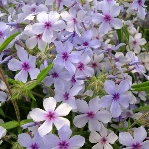 Phlox 'Pink A Dot'