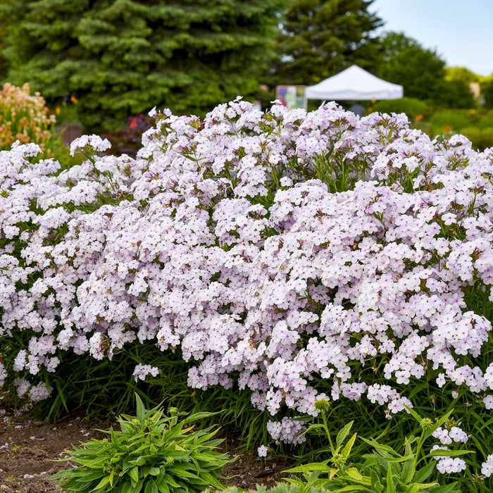 Phlox 'Pink A Dot'