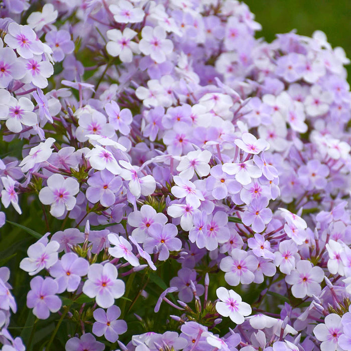 Phlox 'Pink A Dot'