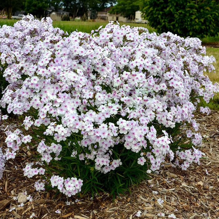 Phlox 'Pink A Dot'