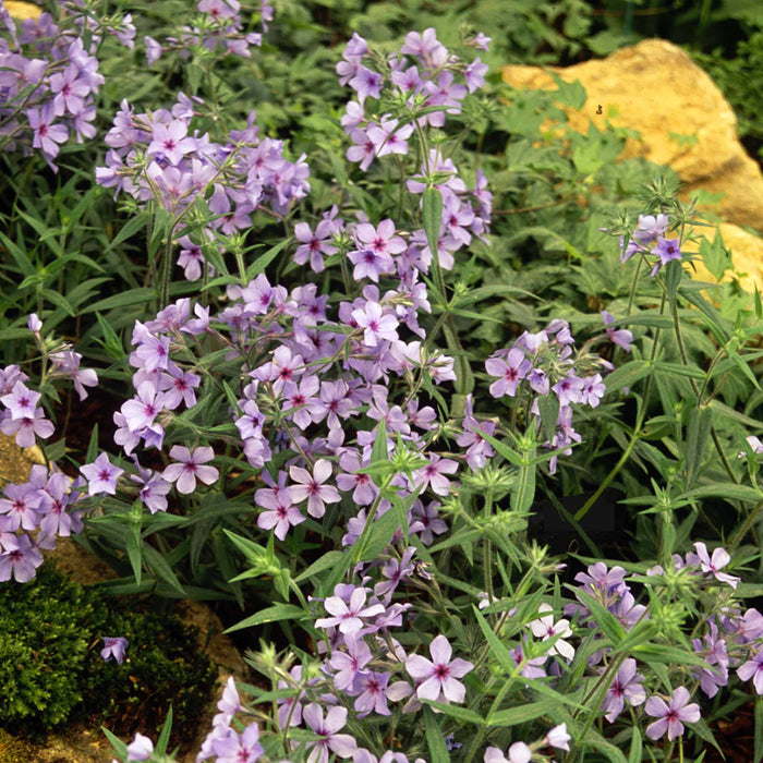 Phlox 'Pink A Dot'