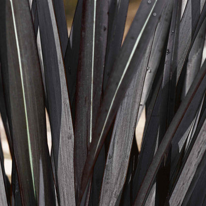 Phormium 'Black Velvet'
